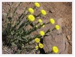 Helichrysum spp - Cathedral * 2592 x 1944 * (3.09MB)